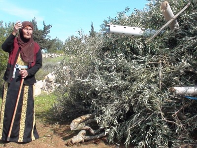 palestine_trees_palestine_solid_project