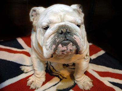 british_dog_flag_atzmon