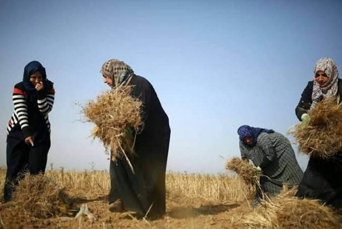 Gaza-Farmers