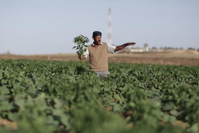 Gaza-crops