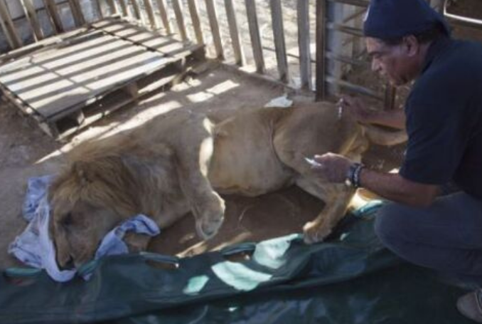 Dear PETA, Israel’s Animal Rights Record is Anything but Praiseworthy ...