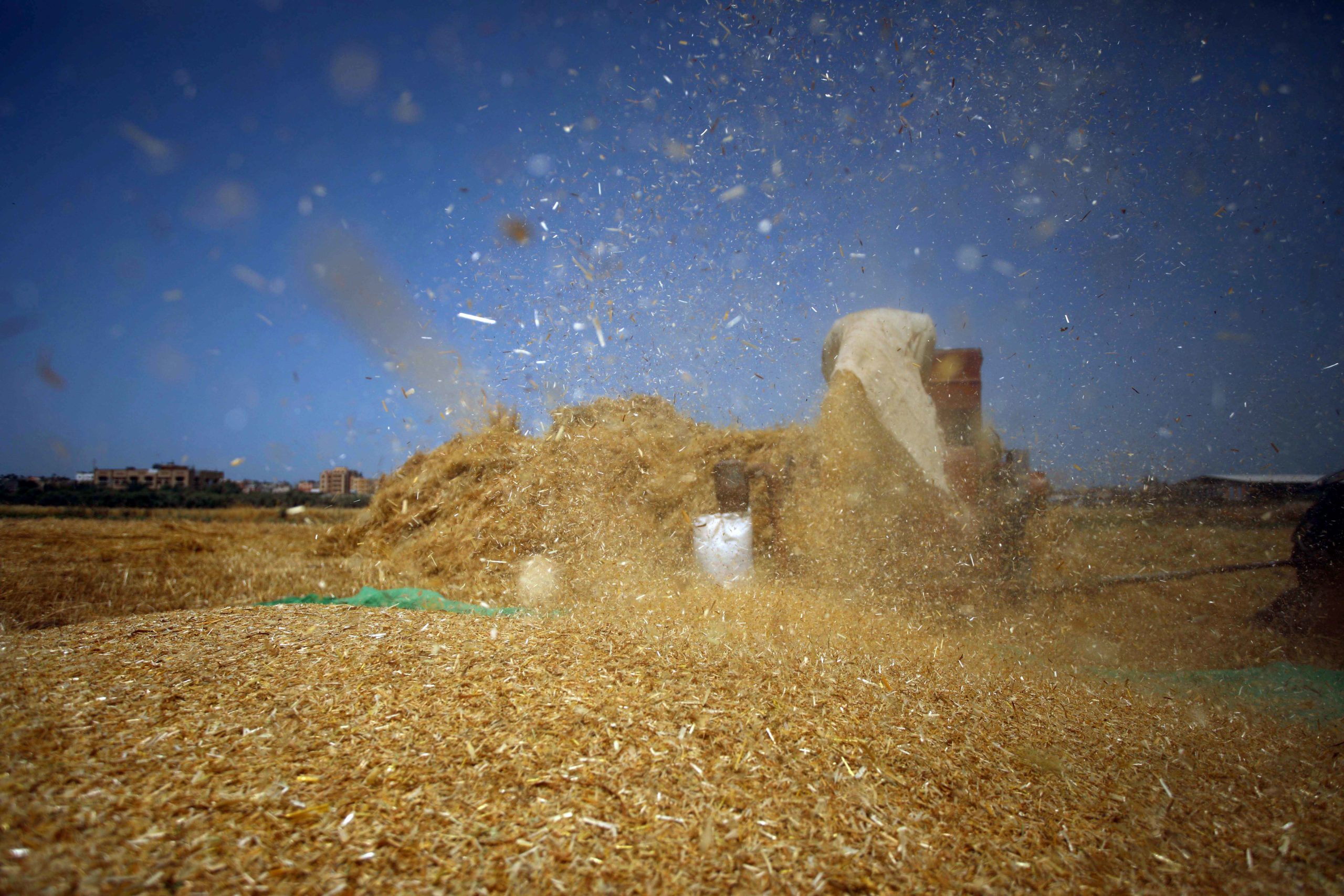 In Photos: Palestine’s Annual Wheat Harvest
