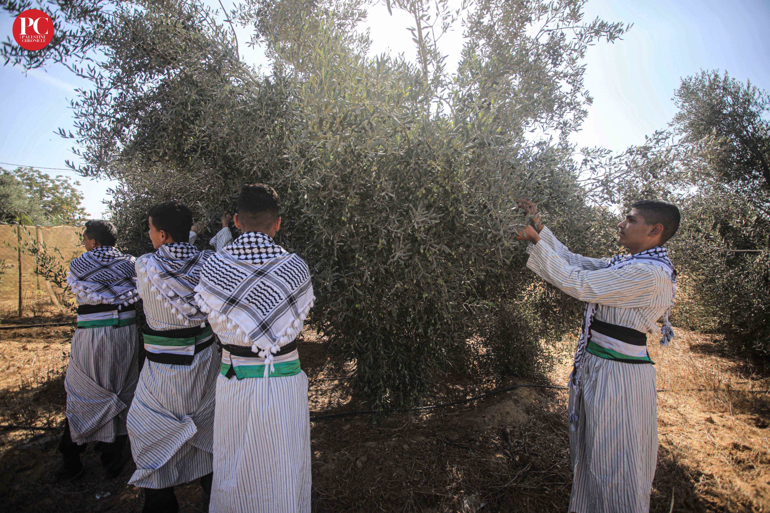 Olive Harvest Season In Palestine Begins Amid Songs And Dance PHOTOS 