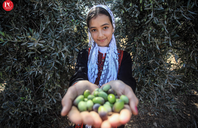 Olive Harvest Season In Palestine Begins Amid Songs And Dance PHOTOS 