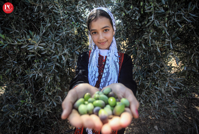 Olive-Palestine