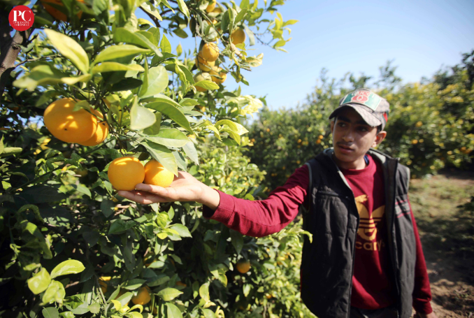 ‘The Land of Sad Oranges’: Gaza Farmers Harvest Their Crops (PHOTOS)