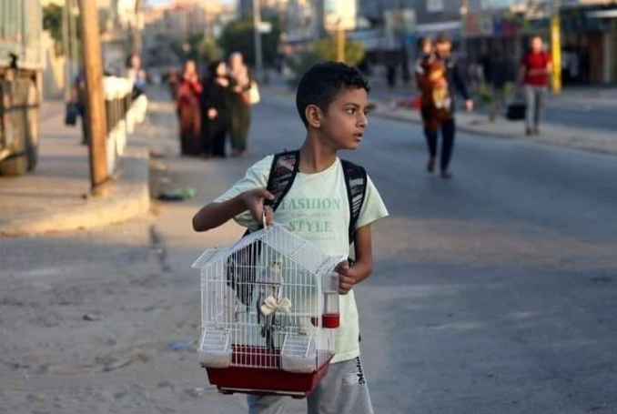 A Palestinian child taking his bird with him while fleeing from the Israeli relentless bombardment of Gaza City. (Photo: via Social Media)