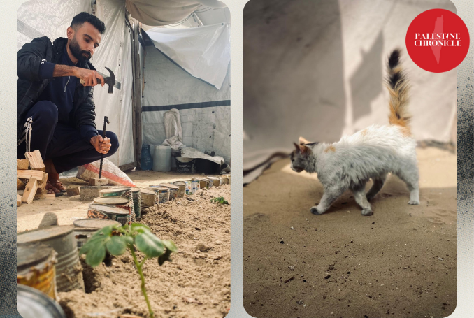A Cat Named Lychee: Hunger and Survival Inside a Gaza Tent